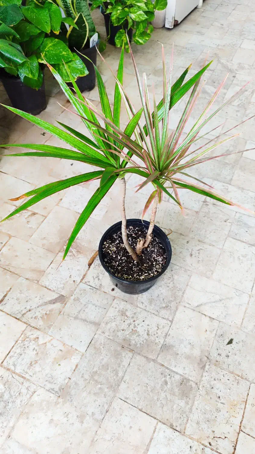 انواع گل‌های آپارتمانی|گل و گیاه طبیعی|تربت‌حیدریه, قائم|دیوار