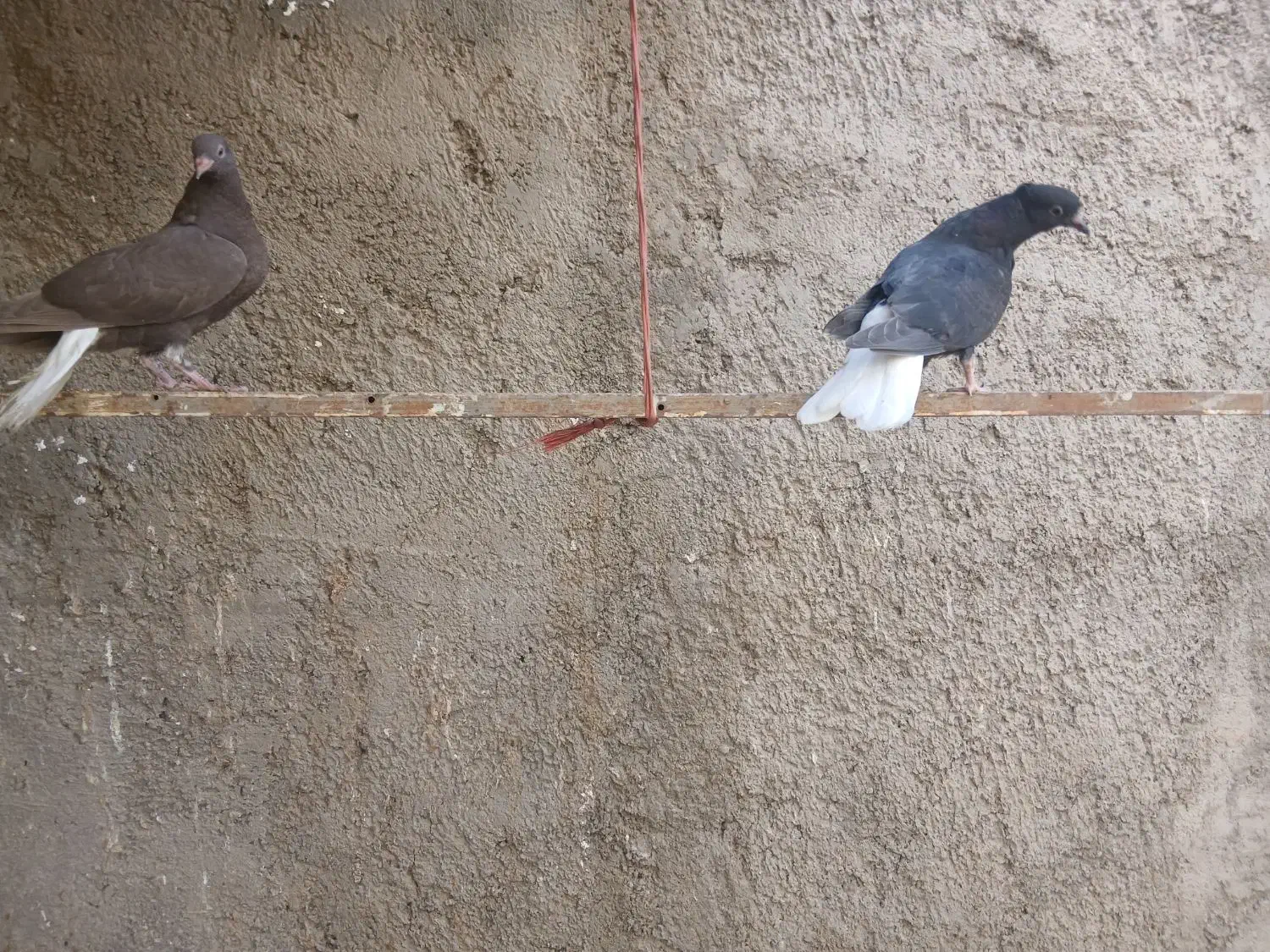 یه زیل و سرکه ای دمسفید مقلف و یه خوشرنگ|پرنده|محمدیه-قزوین, |دیوار