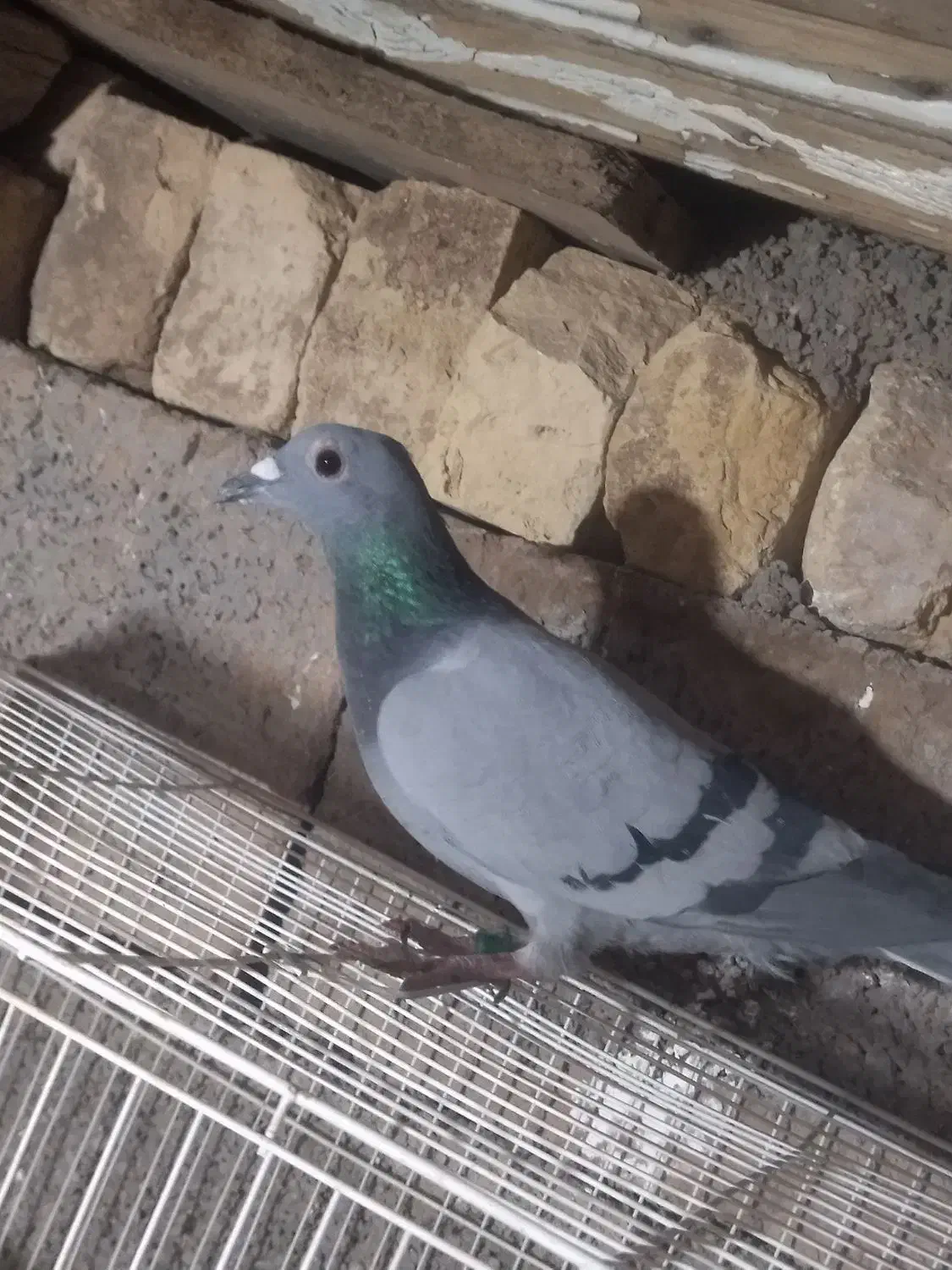 کبوتر  پرشی|پرنده|خوسف, |دیوار