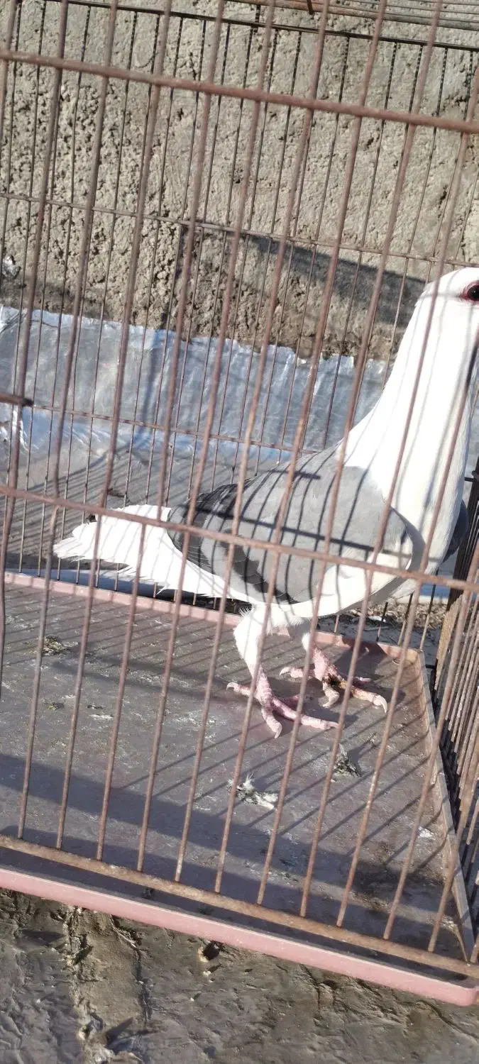 کفتر کبوترشهری  عتیقه نر پشتی سبز|پرنده|شیراز, جوادیه|دیوار