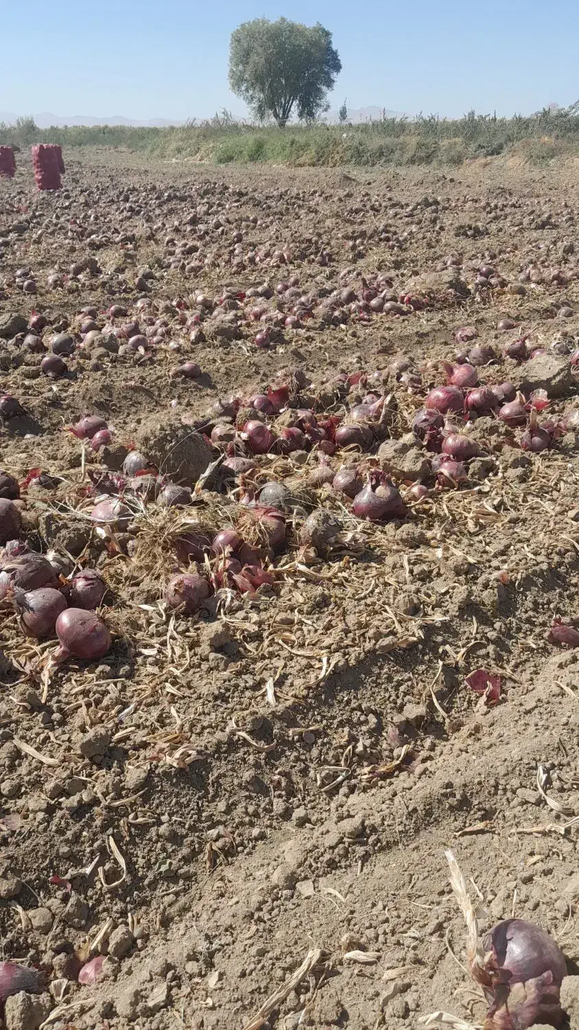 خرید‌وفروش‌‌پیاز وسیب‌‌درختی|عمده‌فروشی|مهاباد (آذربایجان غربی), |دیوار