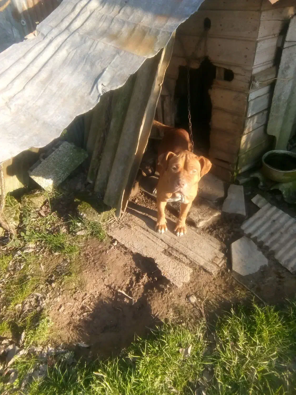 سگ پیتبول|سگ|کوچصفهان, |دیوار