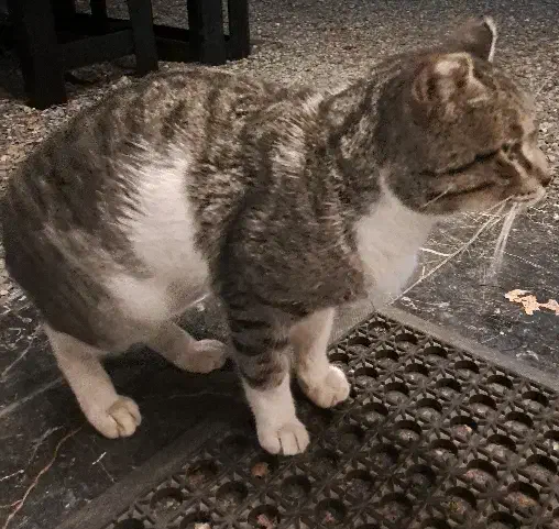 واگذاری گربه|گربه|چمستان, |دیوار