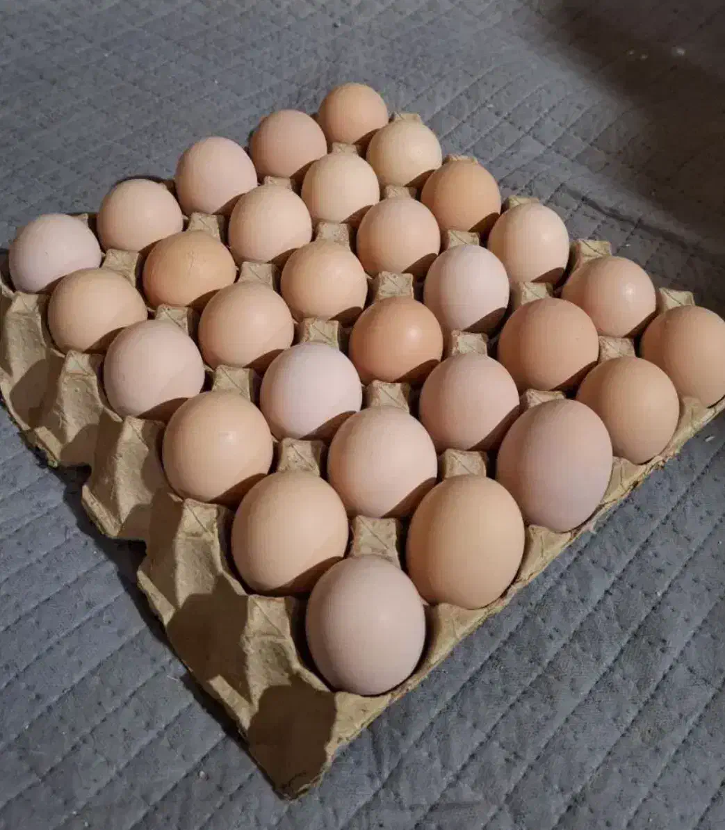 تخم مرغ دوزرده|خوردنی و آشامیدنی|مشهد, الهیه|دیوار