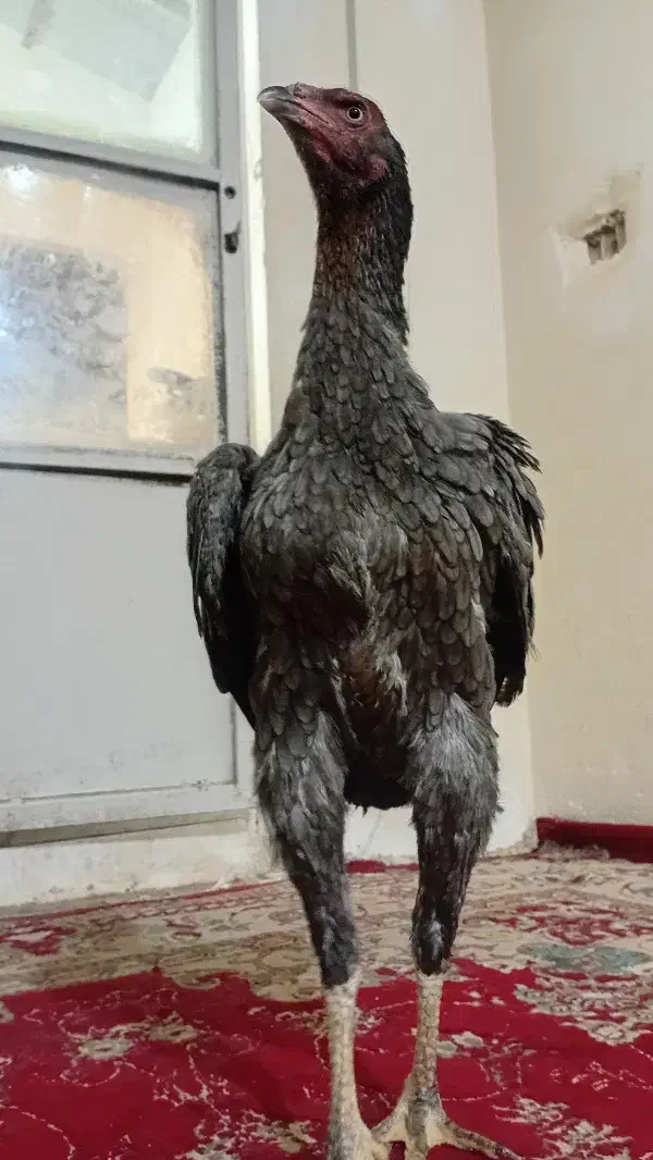 مرغ لاری طوس|حیوانات مزرعه|تهران, بوستان ولایت|دیوار