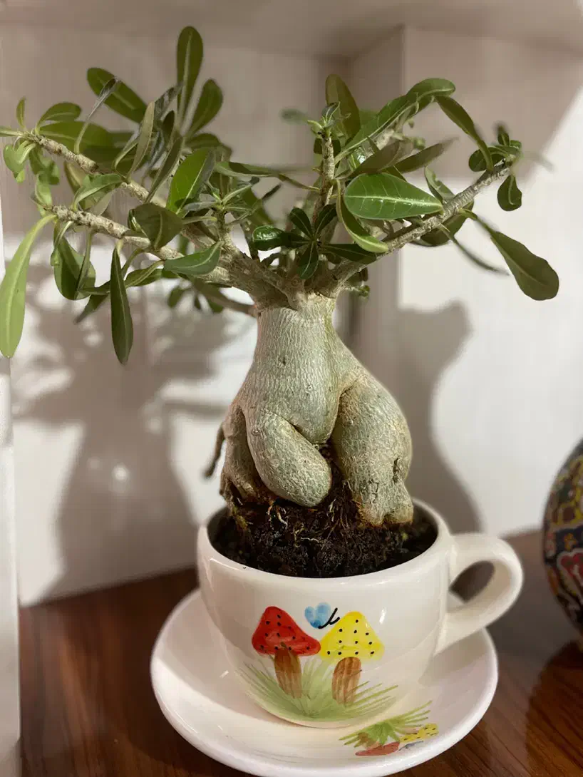 گل ادنیوم|گل و گیاه طبیعی|مشهد, شهید مطهری|دیوار