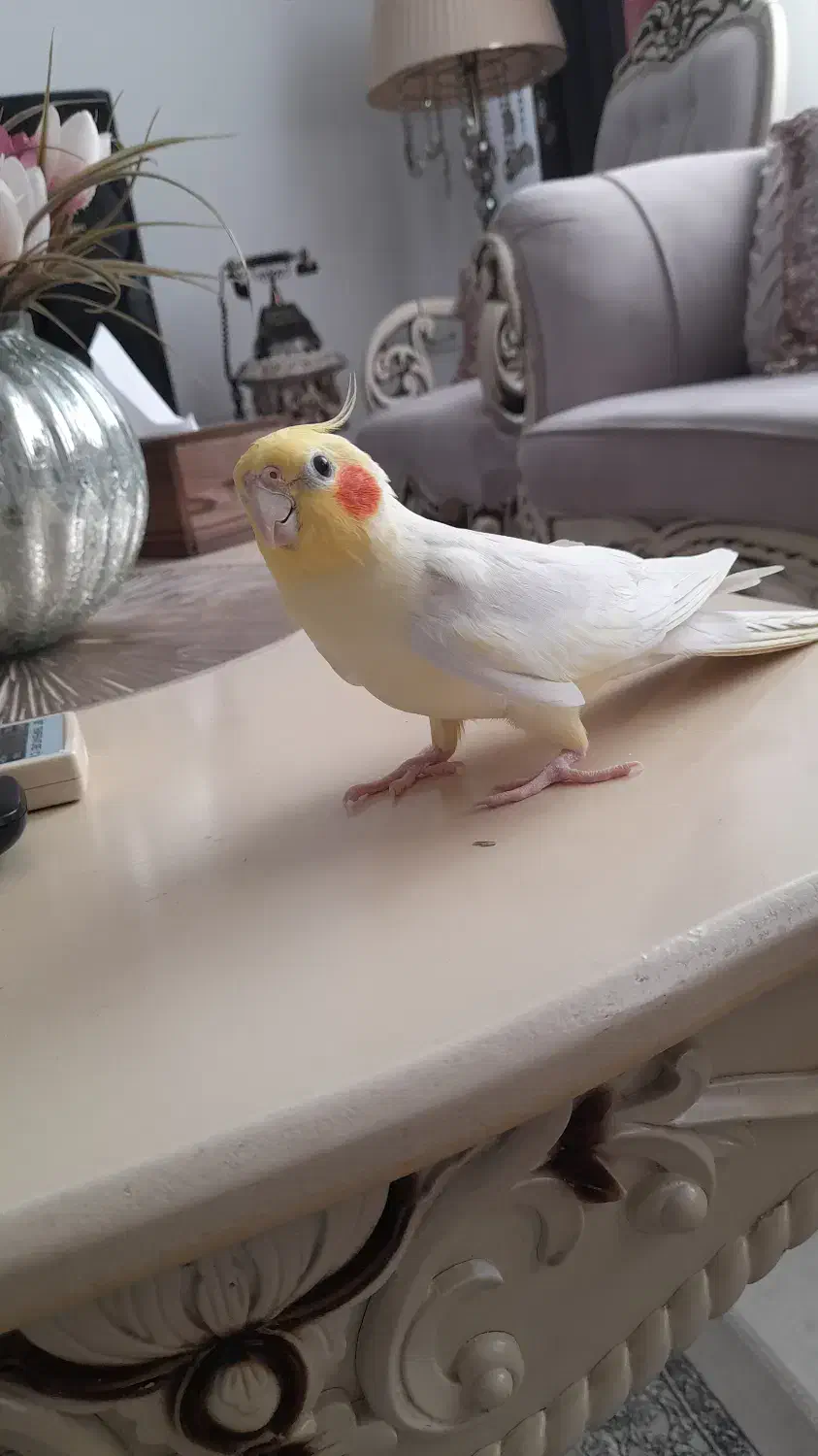 عروس هلندی نر دو ساله|پرنده|لاهیجان, کوی آزادگان|دیوار