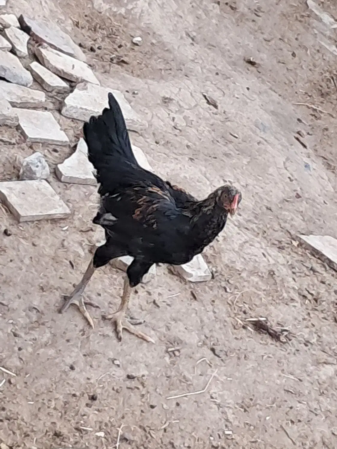 چند عدد جوجه خروس و مرغ دورگ لاری درجه یک|حیوانات مزرعه|تویسرکان, |دیوار