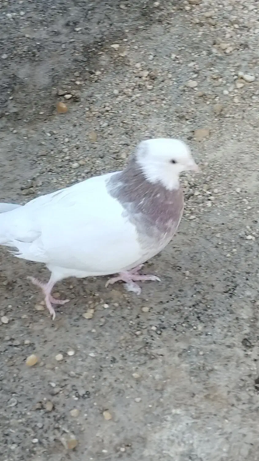 کبوتر طوقی  دوم سیاه و پولکی|پرنده|بیرجند, |دیوار