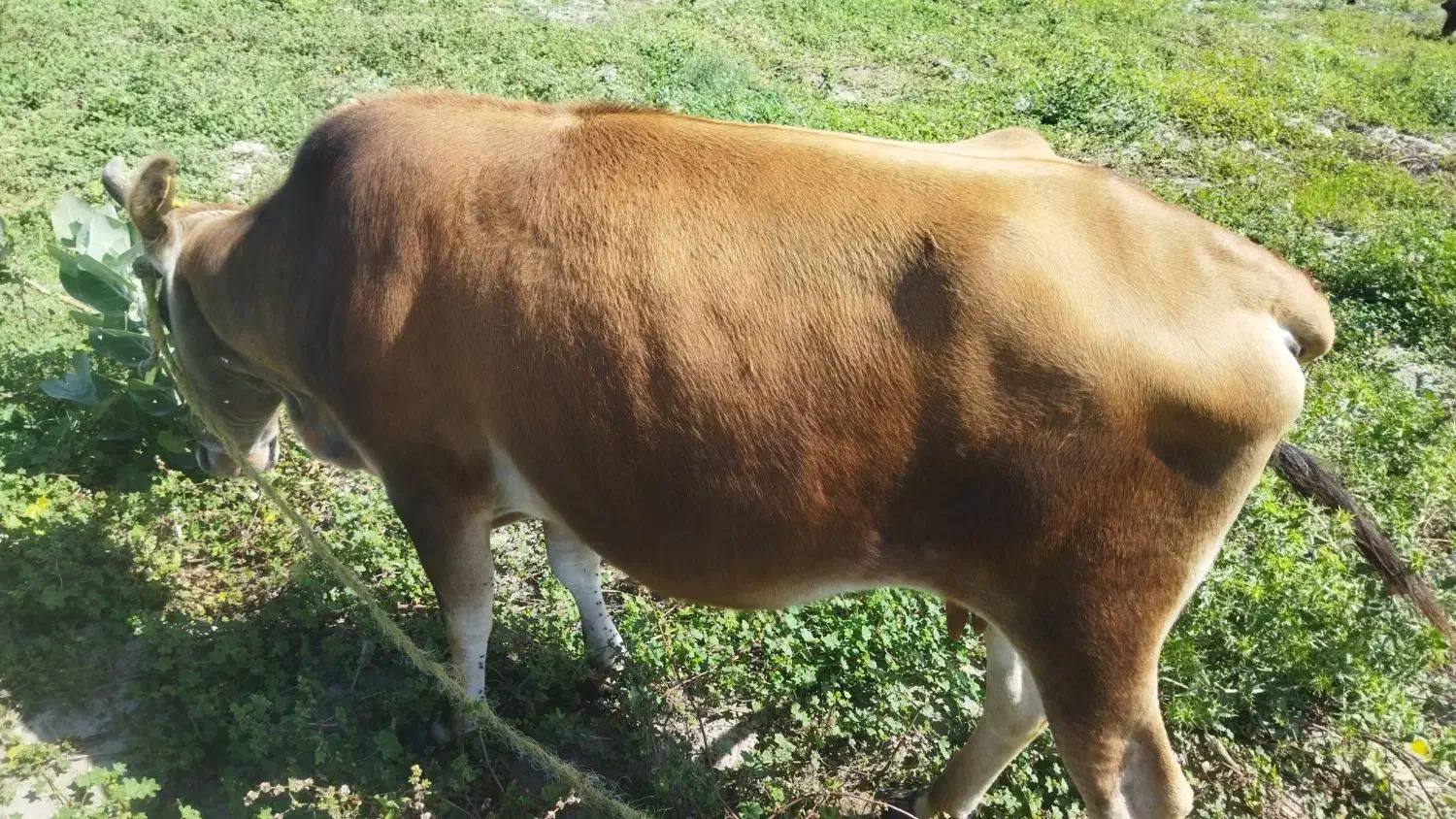 گاو|حیوانات مزرعه|کهنوج, |دیوار