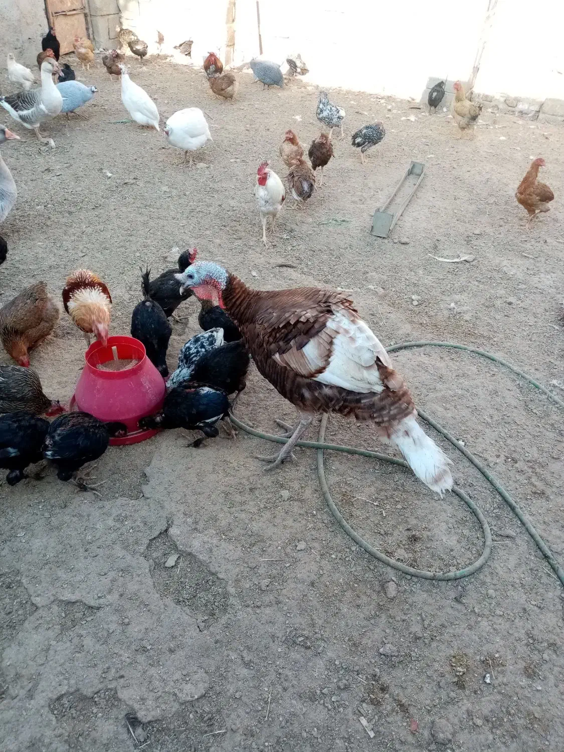 بوقلمون|حیوانات مزرعه|چمران, |دیوار