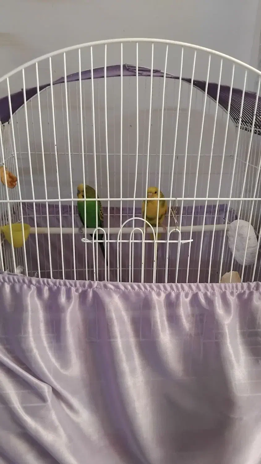 یک جفت مرغ عشق باقفس|پرنده|چهاردانگه (تهران), |دیوار