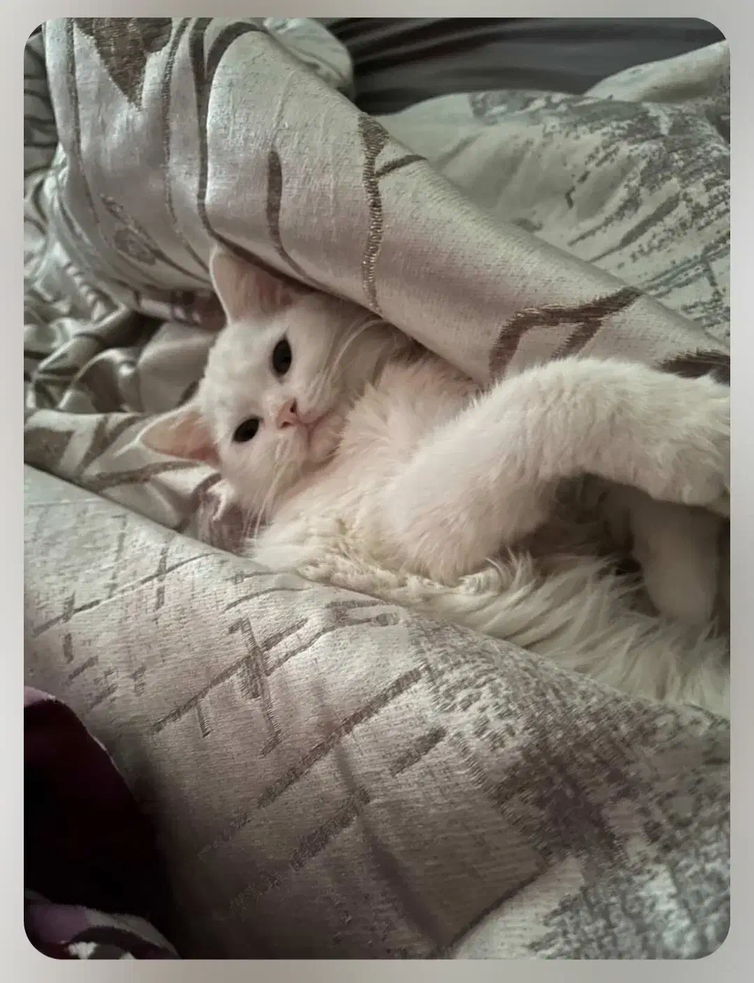 گربه پرشین ماده|گربه|فاضل آباد, |دیوار