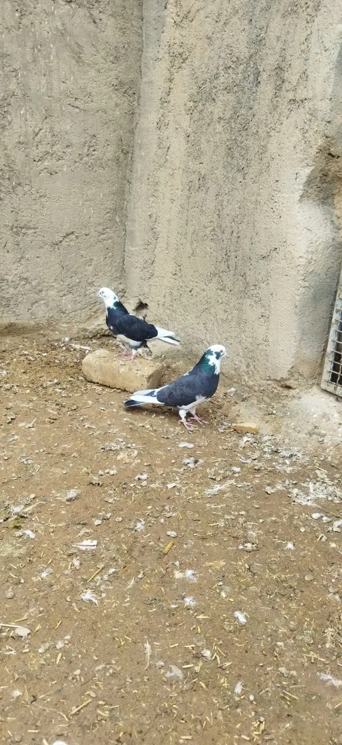 کفتر|پرنده|ساروق, |دیوار