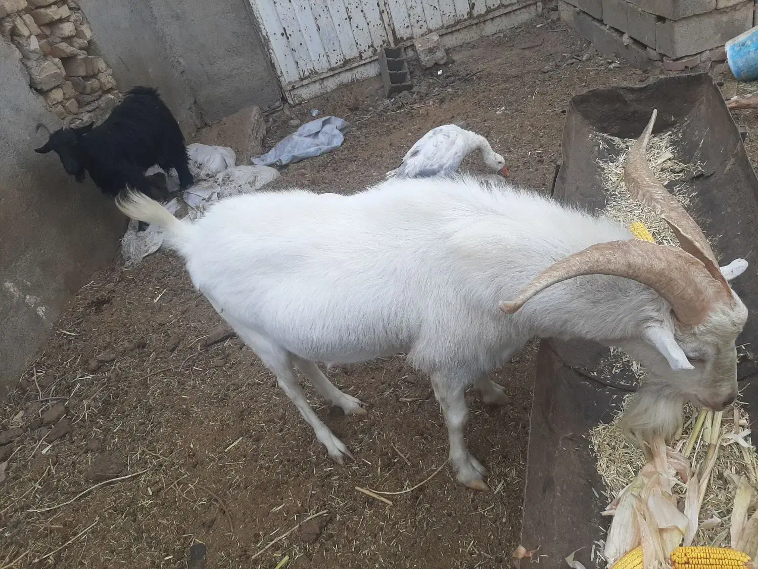 نر بز اصل فرانسوی|حیوانات مزرعه|مشهد, شهرک مهرگان|دیوار