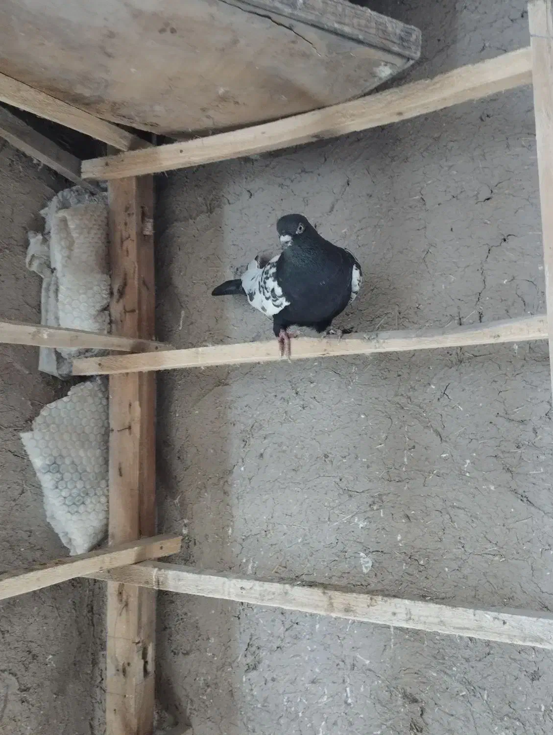 کبوتر رنگی بازی دار|پرنده|ملکان, |دیوار