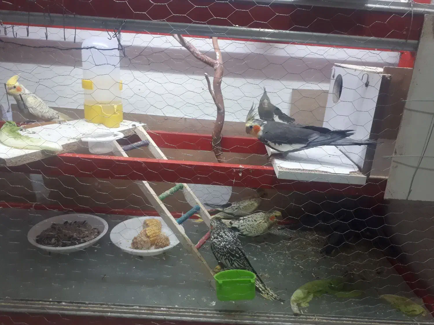 عروس هلندی|پرنده|زاوه, |دیوار