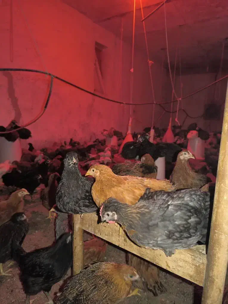 جوجه مرغ و خروس|حیوانات مزرعه|زاهدان, |دیوار