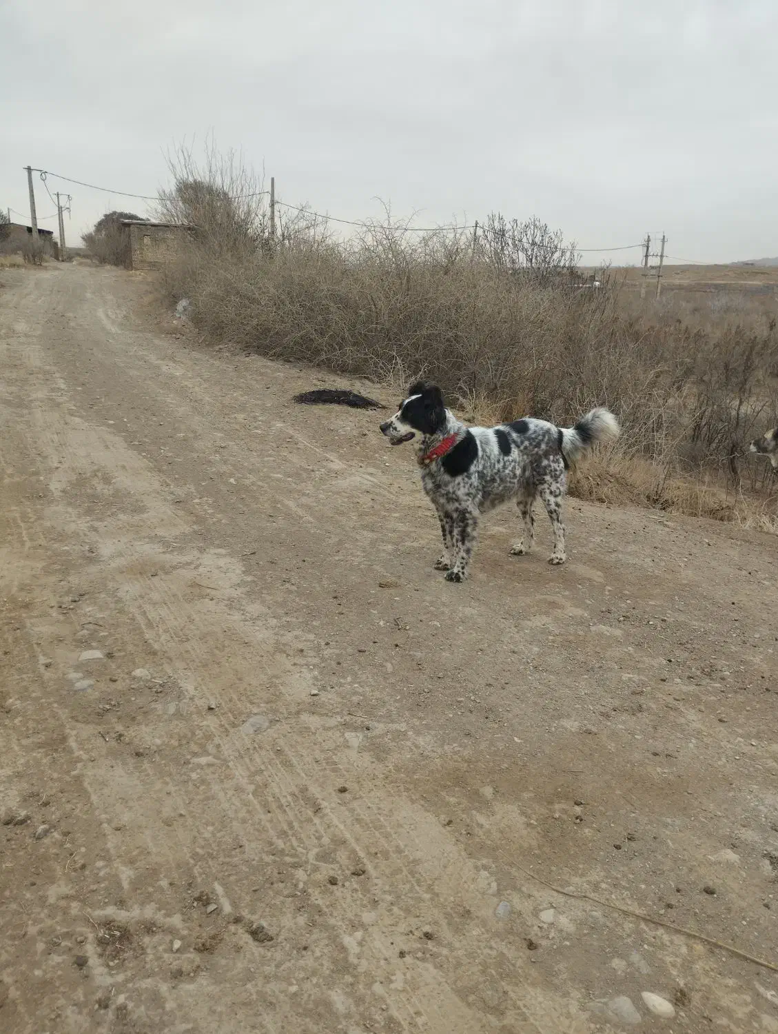 ماچ‌گله‌ای|سگ|قم, پردیسان|دیوار