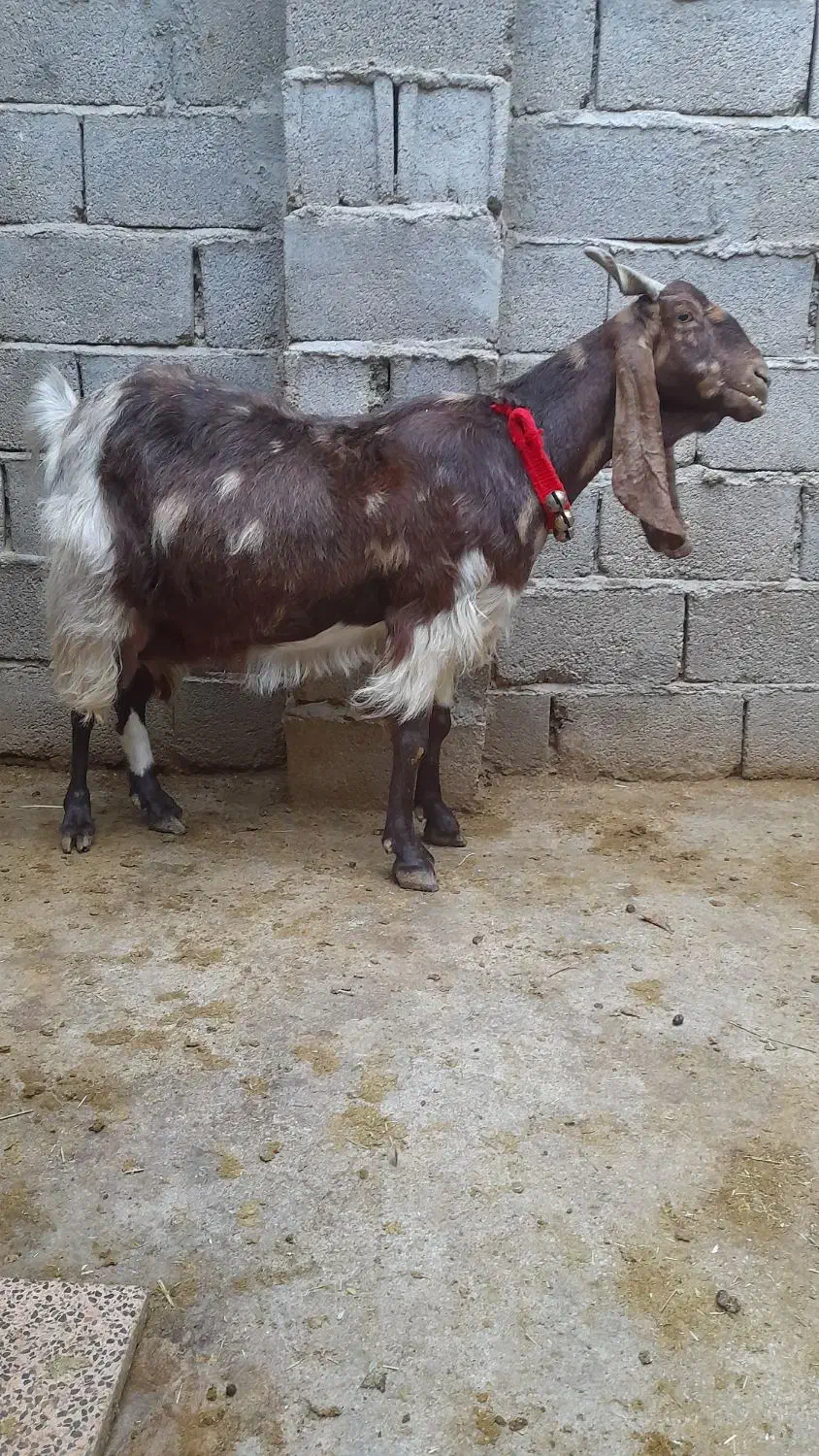 بزدورگ پاکستانی ابستن|حیوانات مزرعه|لار, |دیوار