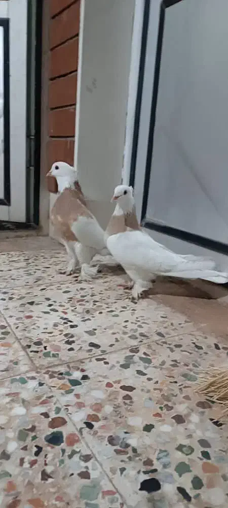 ی جفت طوقی زرد سرحال|پرنده|خانمیرزا, |دیوار