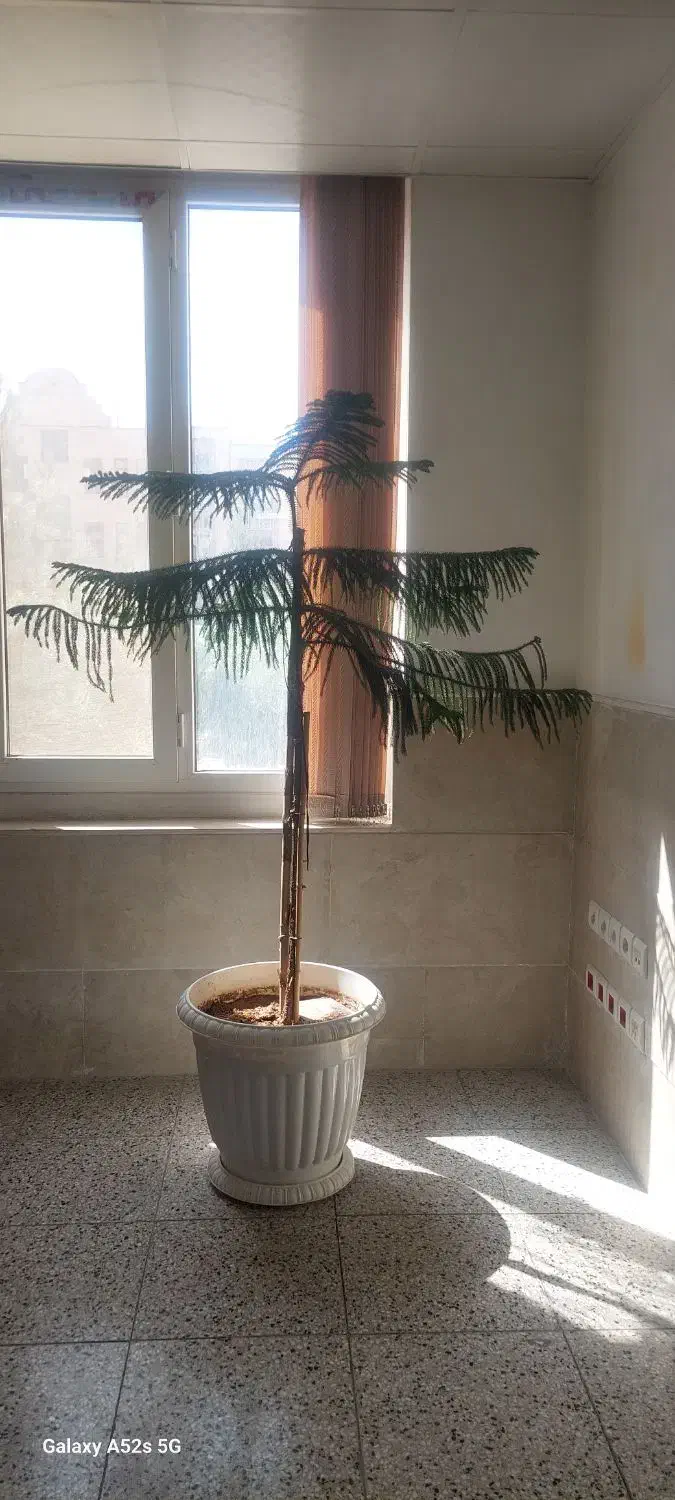 کاج مطبق|گل و گیاه طبیعی|قم, پردیسان|دیوار