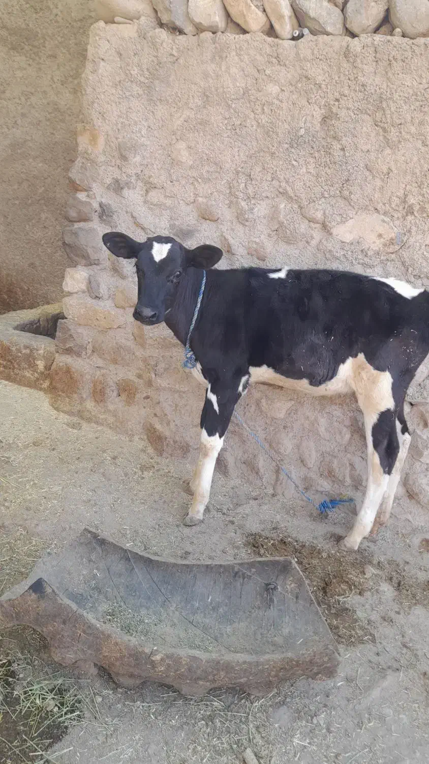 گوساله|حیوانات مزرعه|چگنی, |دیوار