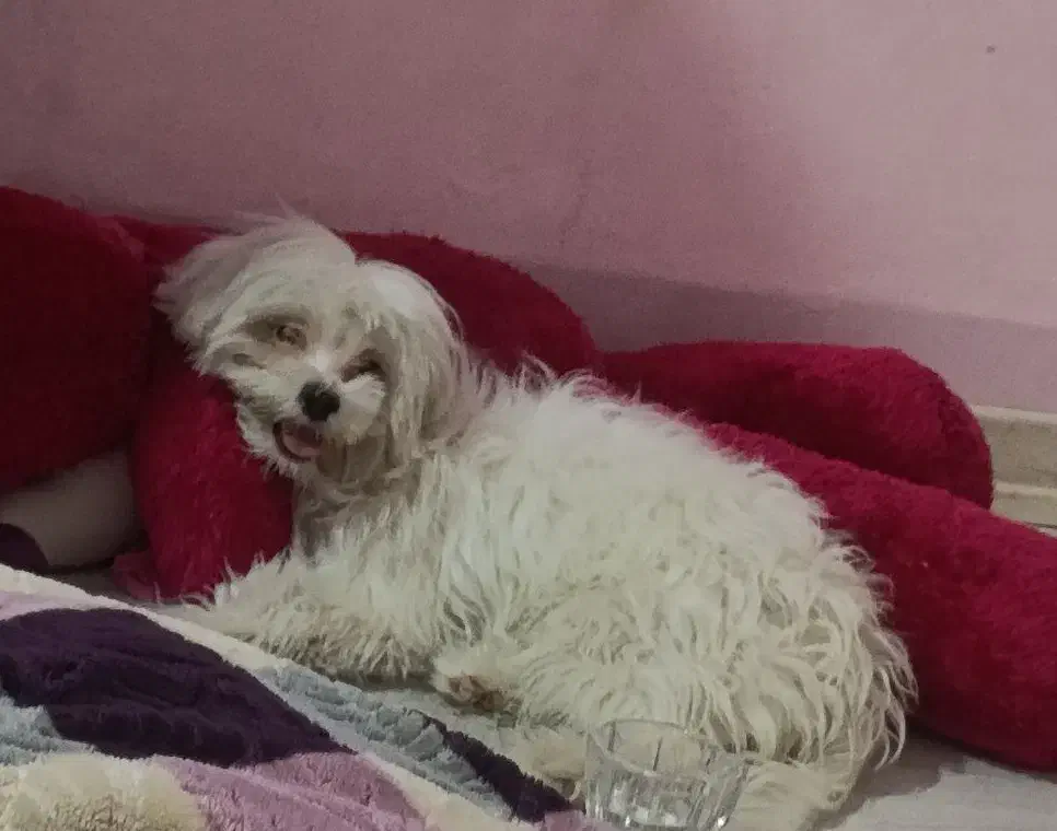 واگذاری سگ پاکوتاه|سگ|بهبهان, |دیوار