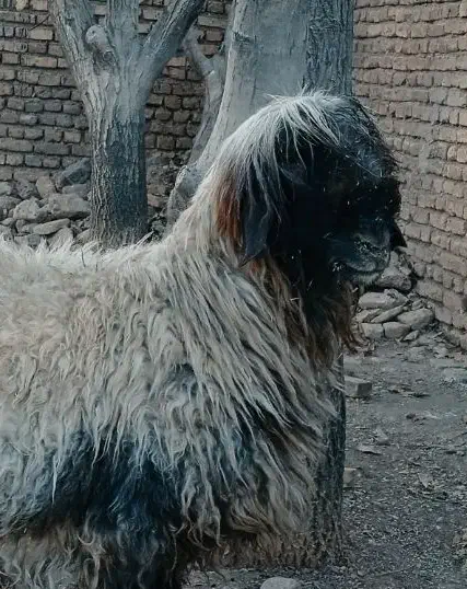 میش قوچ بره|حیوانات مزرعه|یاسوج, |دیوار