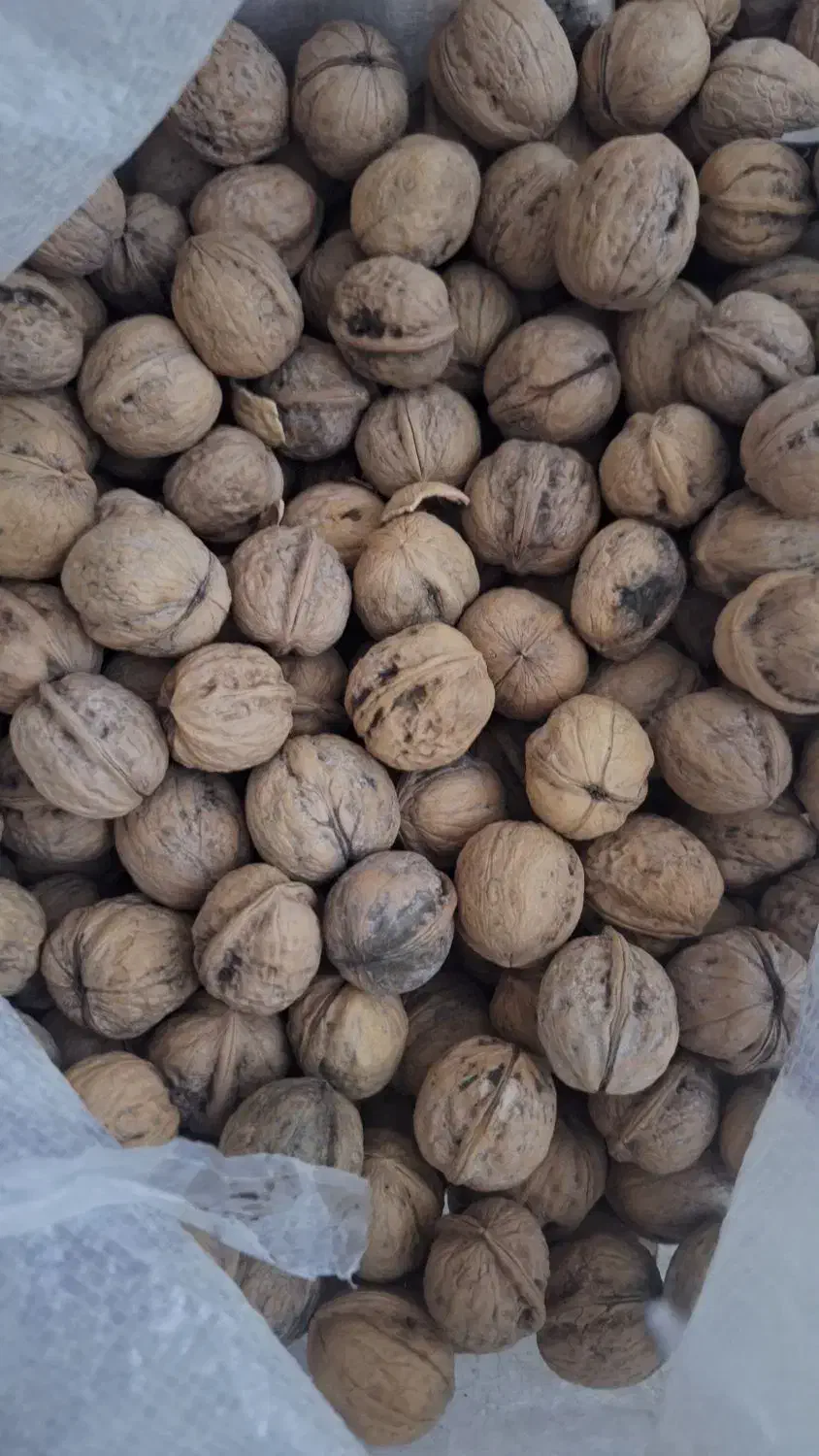 گردو درجه یک ۵۰۰ بادام مامایی صادراتی ۶۰۰|خوردنی و آشامیدنی|بروجن, |دیوار