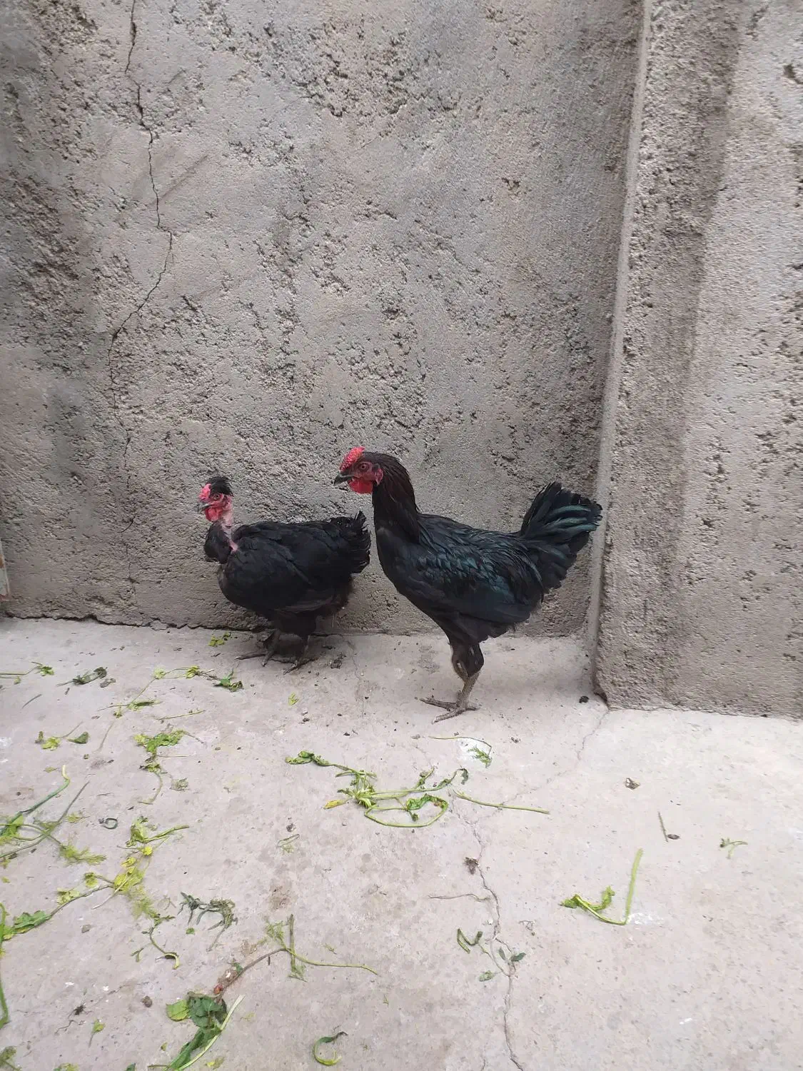 سلام یک عددخروس خالص سیاه چهل تاج|حیوانات مزرعه|شاهین دژ, |دیوار