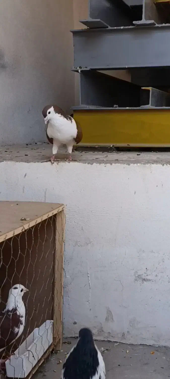 ساده کلاق سرخ نر|پرنده|گنبد کاووس, |دیوار