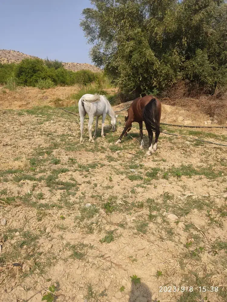 مادیان|اسب و تجهیزات اسب‌سواری|بوستان, |دیوار