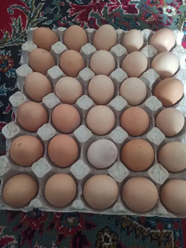تخم مرغ محلی|خوردنی و آشامیدنی|تاکستان, |دیوار