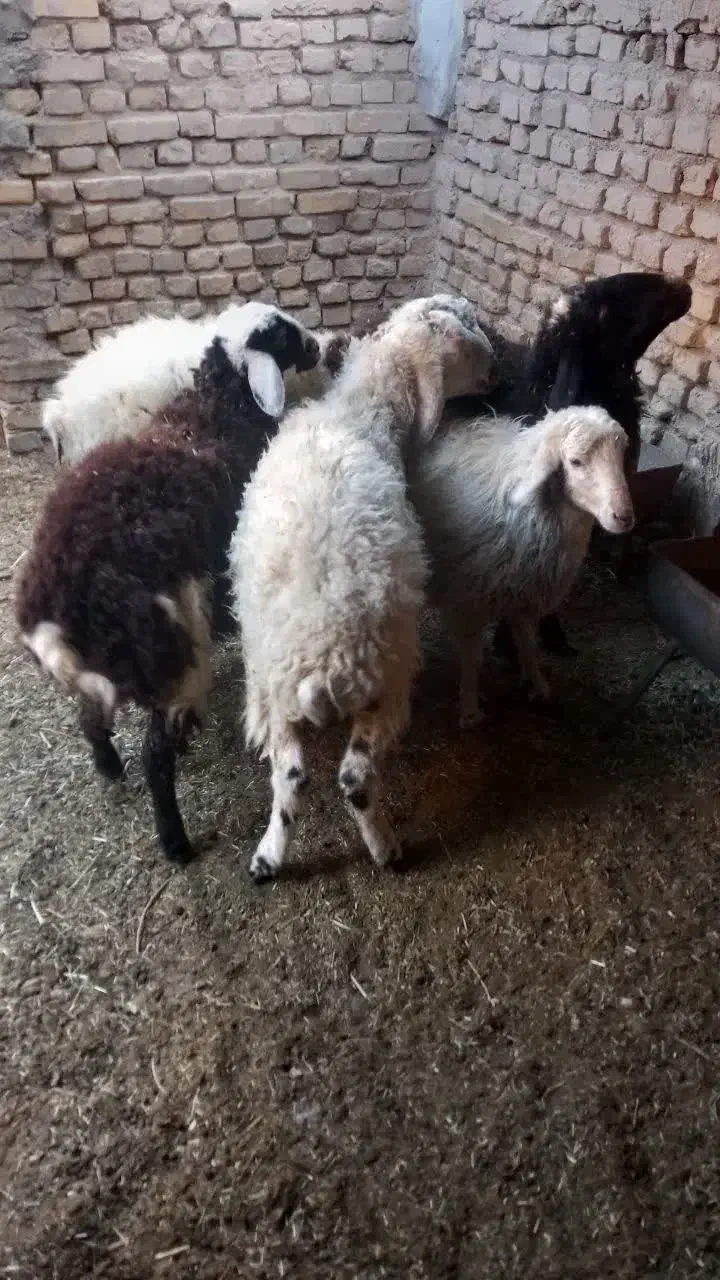 بره،تغل|حیوانات مزرعه|اردکان, |دیوار