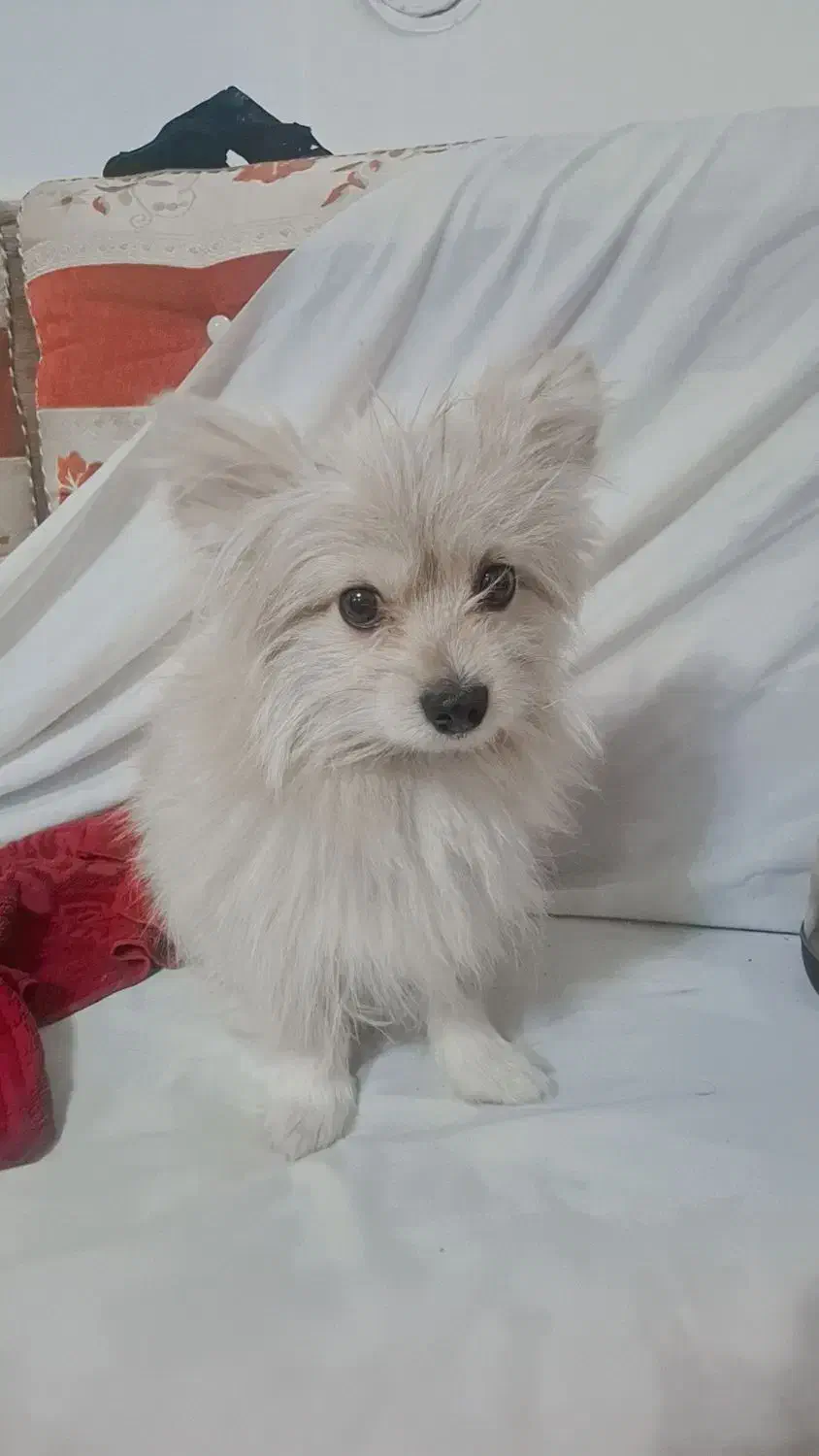 سگ پامر|سگ|رفسنجان, |دیوار