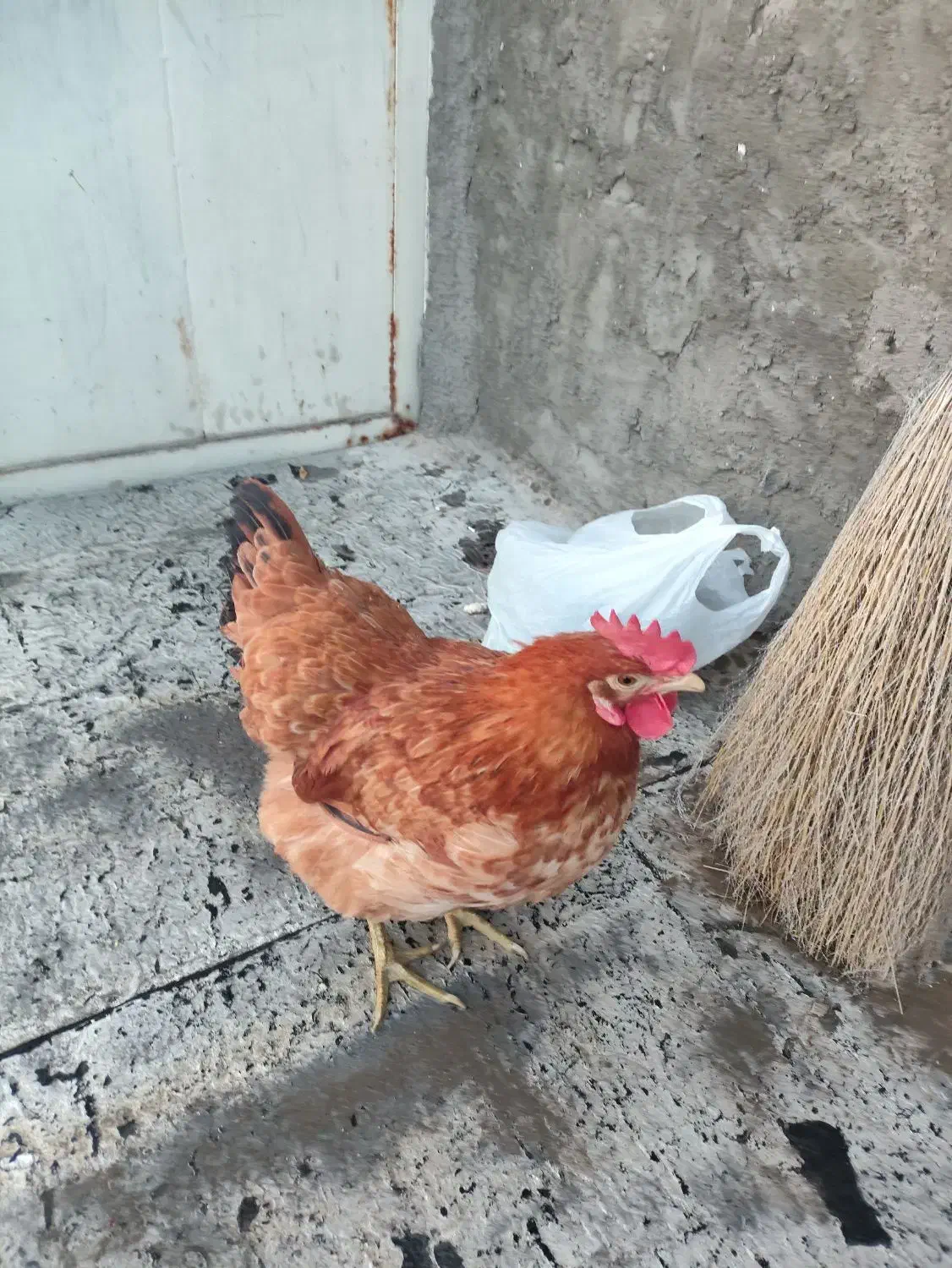 یک پرنده پیدا شده|حیوانات|تبریز, |دیوار