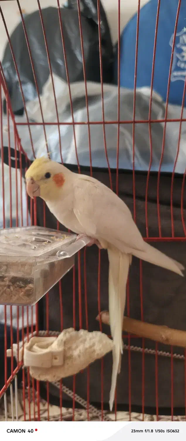 عروس هلندی|پرنده|پیرانشهر, |دیوار