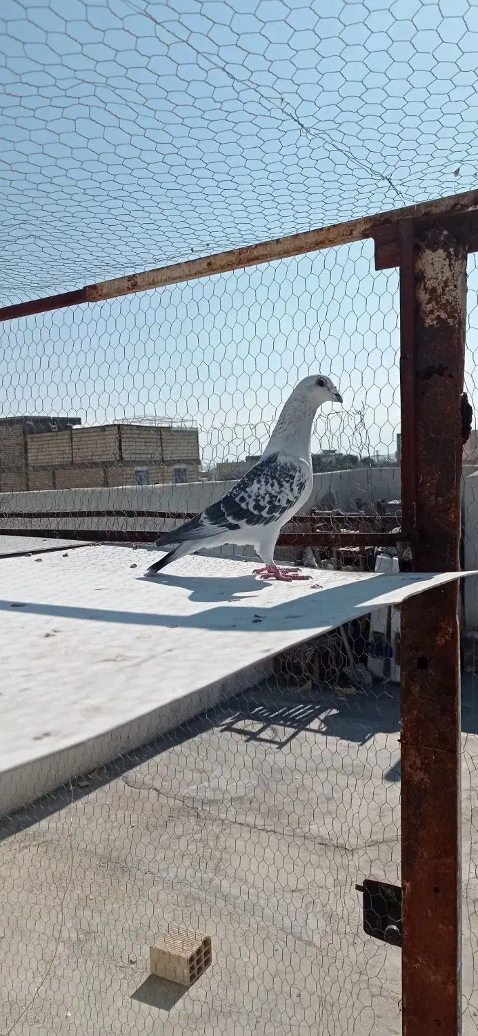 کفتر شامی گرفتنی|پرنده|شیراز, کوشک میدان|دیوار