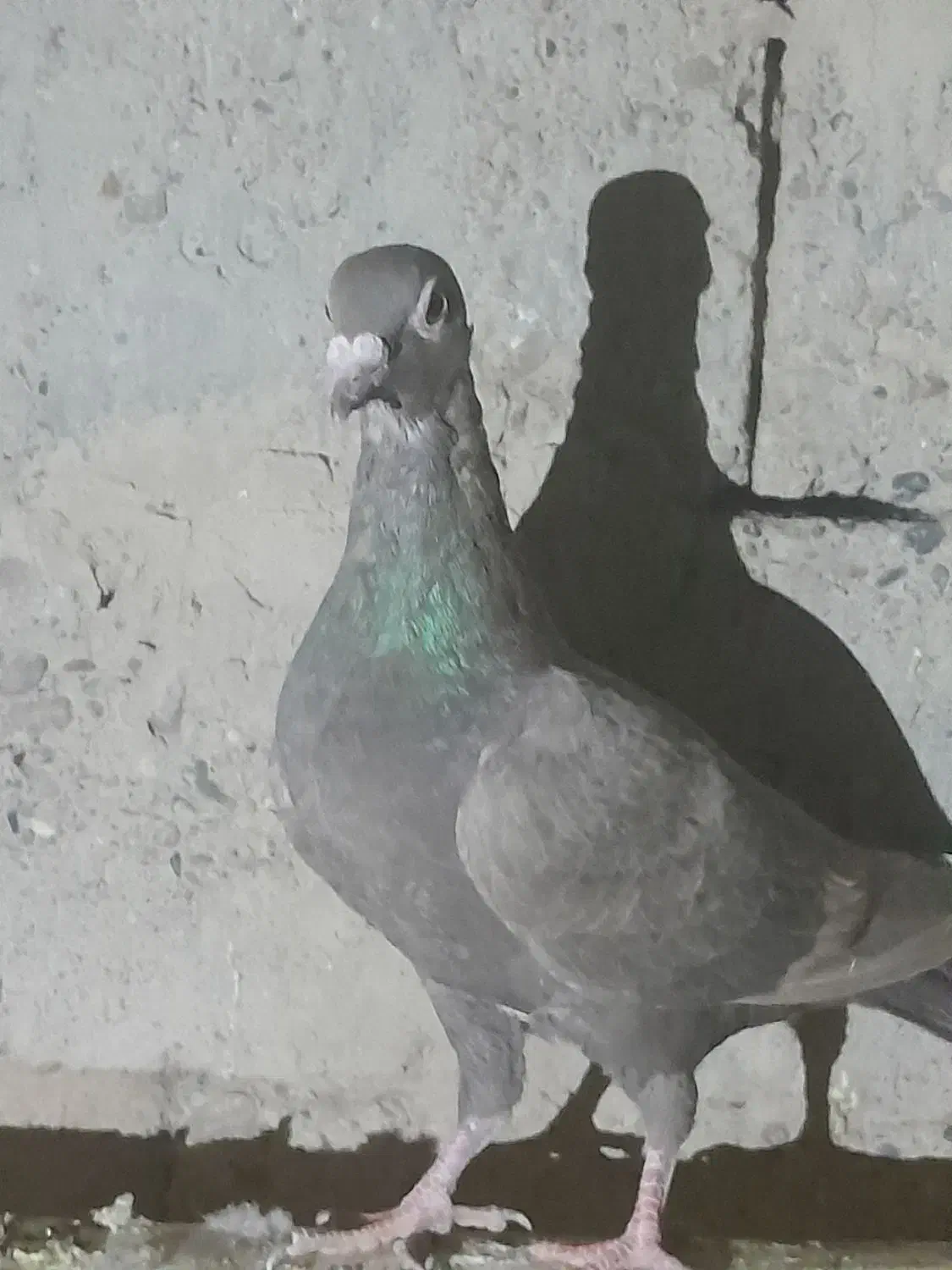 کبوتر جمعی|پرنده|زهک, |دیوار