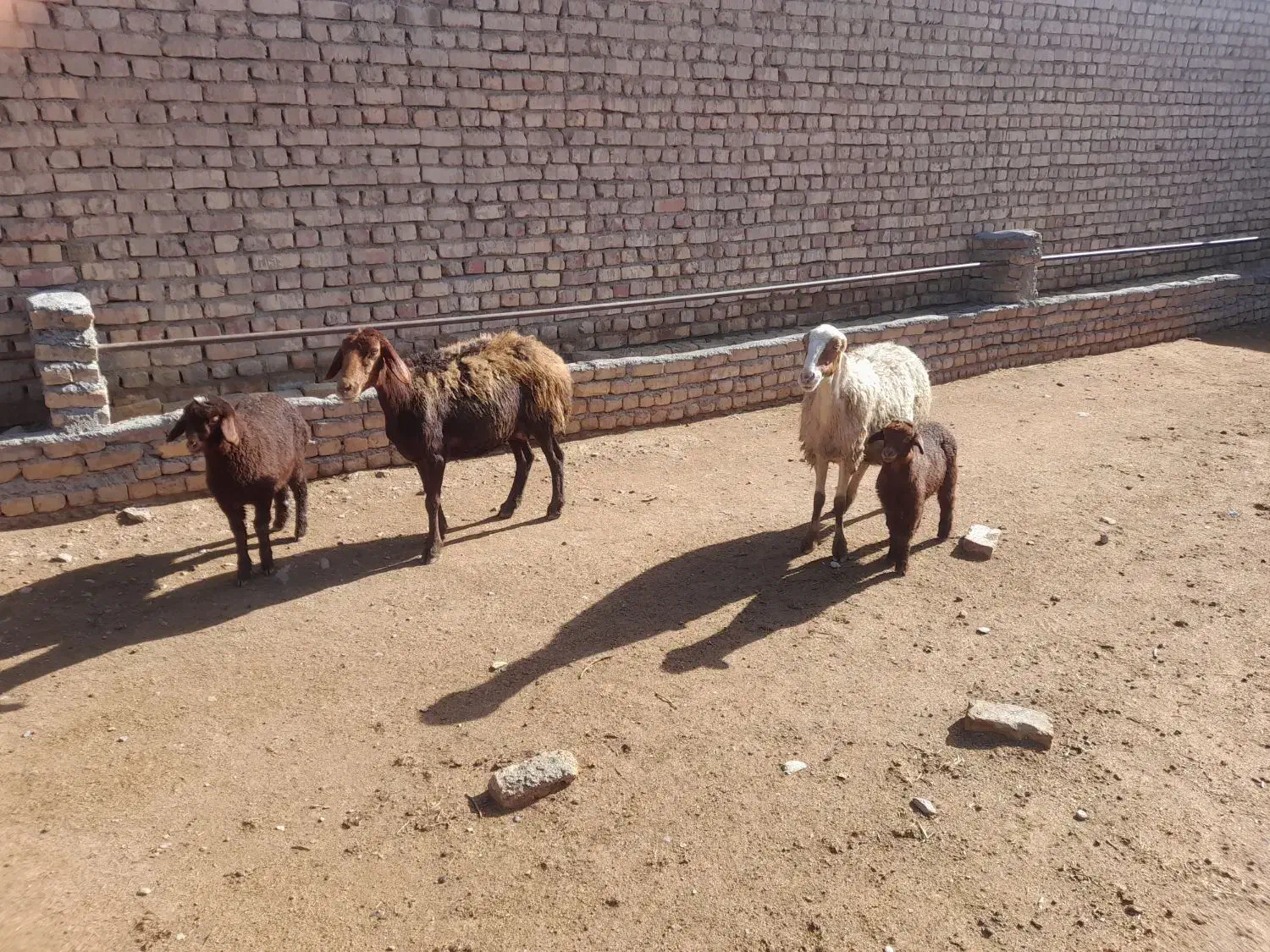 میش وبره|حیوانات مزرعه|گلپایگان, |دیوار