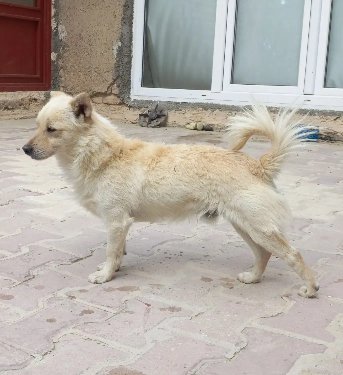 سگ گمشده|سگ|نهاوند, |دیوار