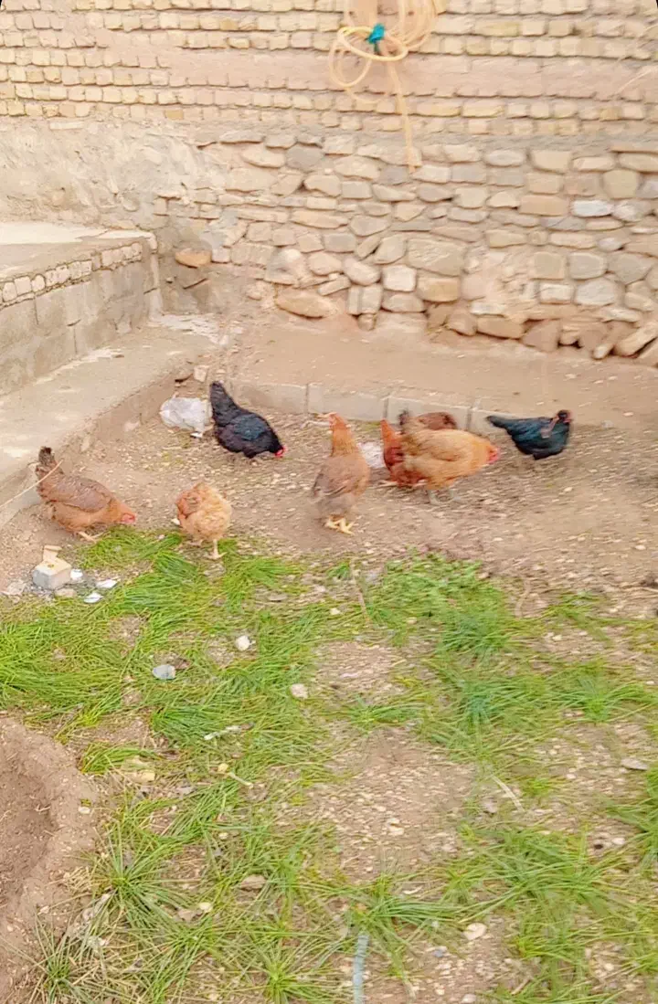 تاخچه مرغ|حیوانات مزرعه|نیشابور, مازول|دیوار