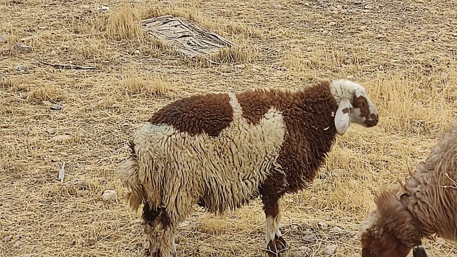 بره نر|حیوانات مزرعه|شوش, |دیوار