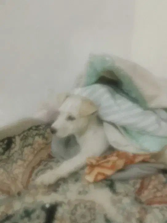 سگ سفید ماده نزاده اشپیزهروباهی|سگ|مشهد, طبرسی شمالی|دیوار