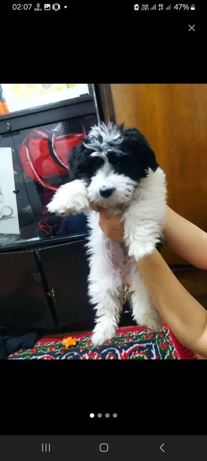 سگ گمشده|حیوانات|ملایر, |دیوار