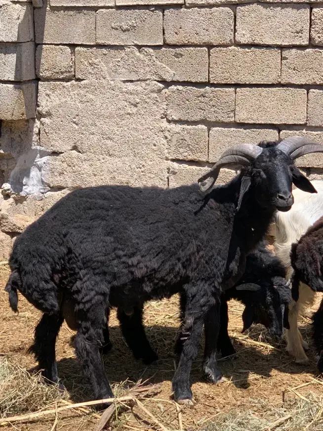 قوچ|حیوانات مزرعه|چمران, |دیوار