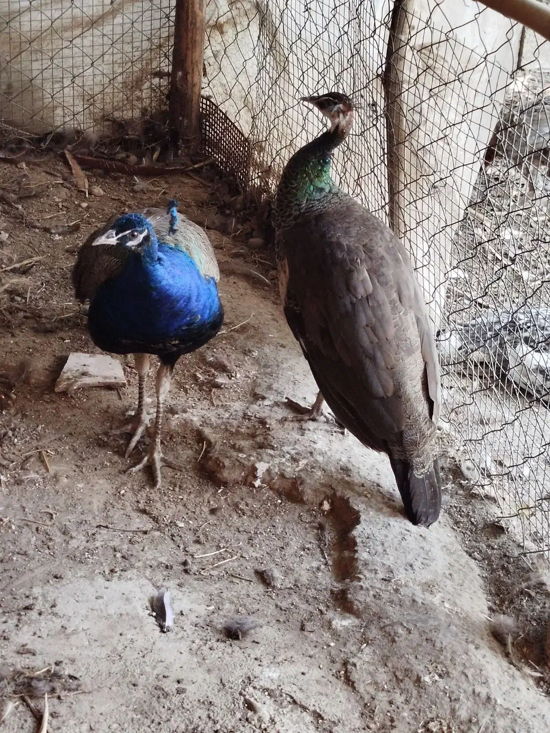 طاووس هندی|پرنده|قائم‌شهر, |دیوار