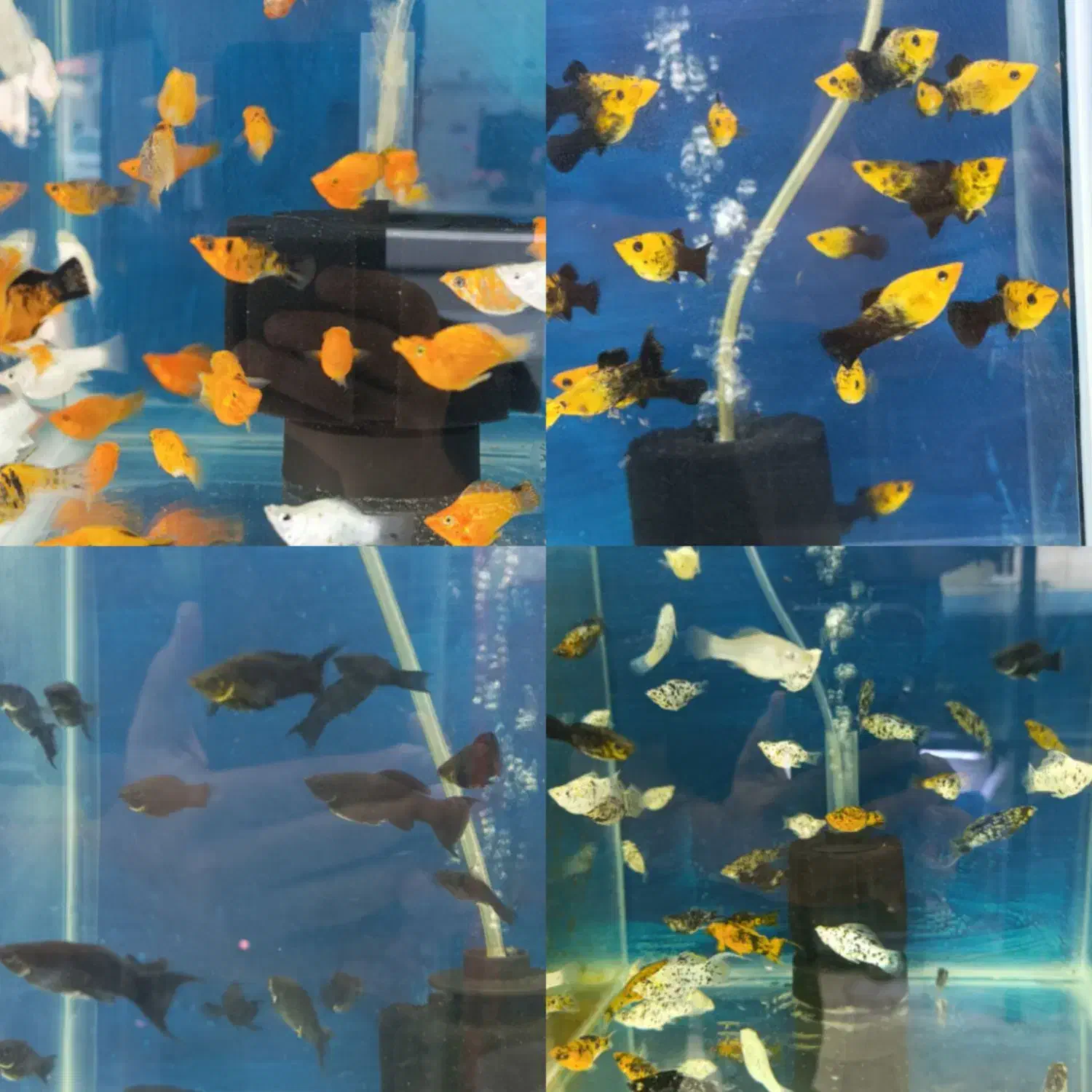 فروشگاه آکواریوم زبرامولی اسکار سیچیلاید تترا آنجل|ماهی|تهران, جلیلی|دیوار