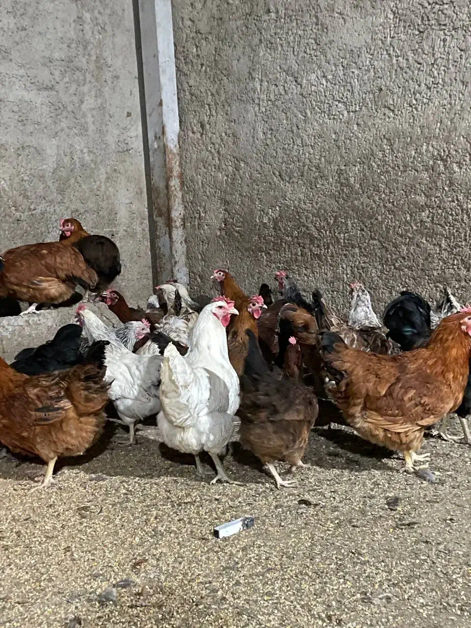 مرغ رسمی تخم گذار|حیوانات مزرعه|ری, صفاییه (چشمه علی)|دیوار